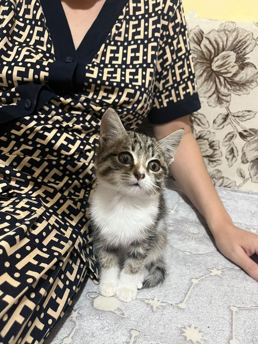 Котенок   ( девочка )