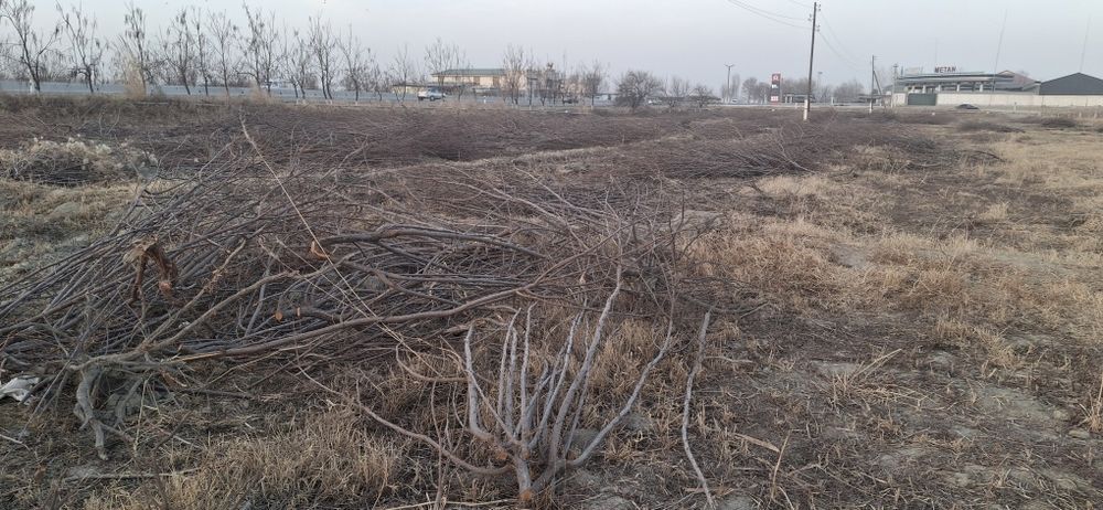 Daraxt o‘tin sotiladi,  kovlangan, kesilgan