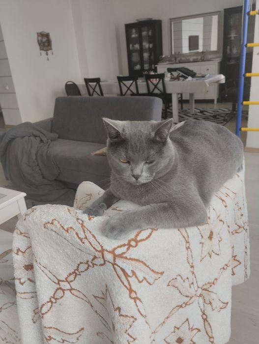 Пропал кот Майну!