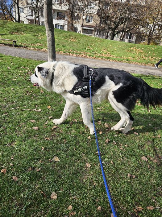 Бруно търси своя дом!