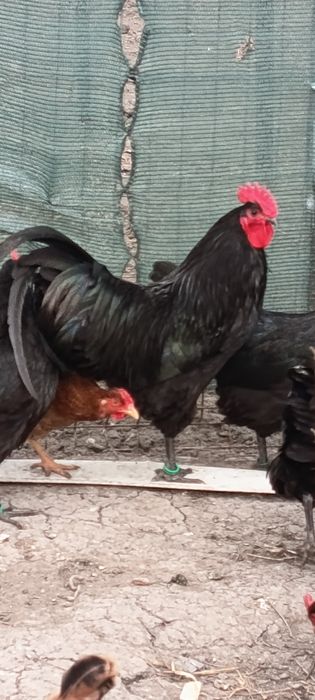 Ouă austrolop pentru incubat