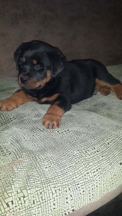 Ротвейлер продам