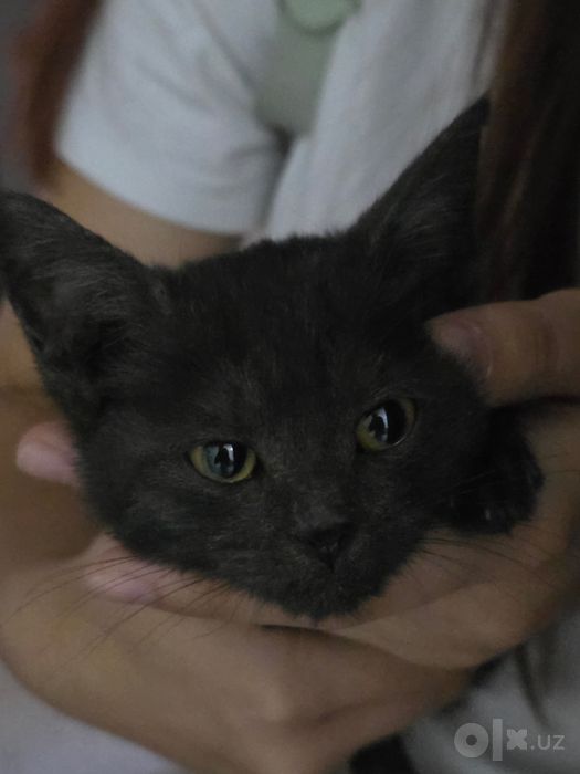 Котёнок. Девочка