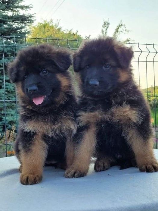 Продаются щенки нем авчарки