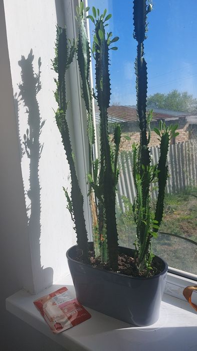 Адеми уй гуллери