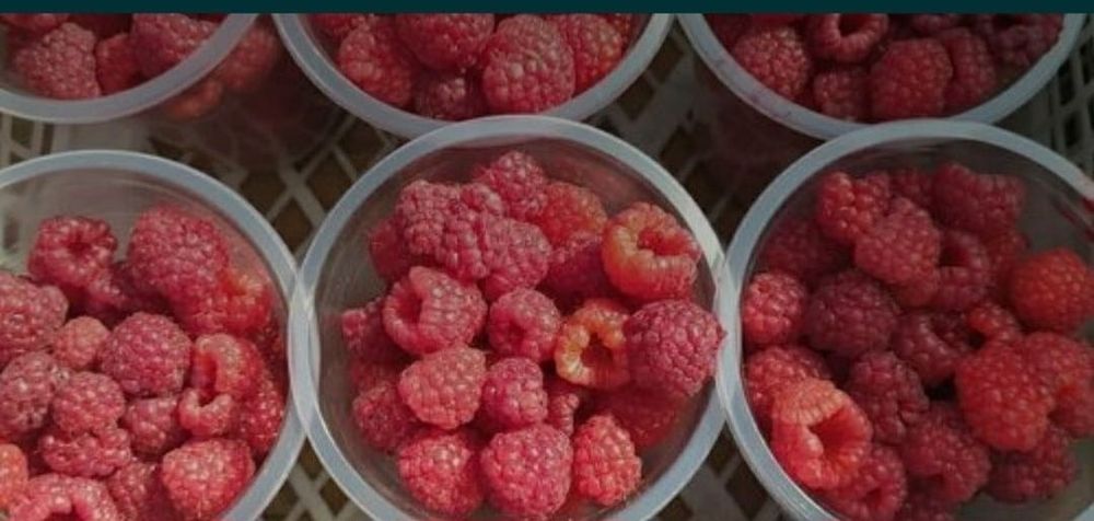 Малина ремонтантная