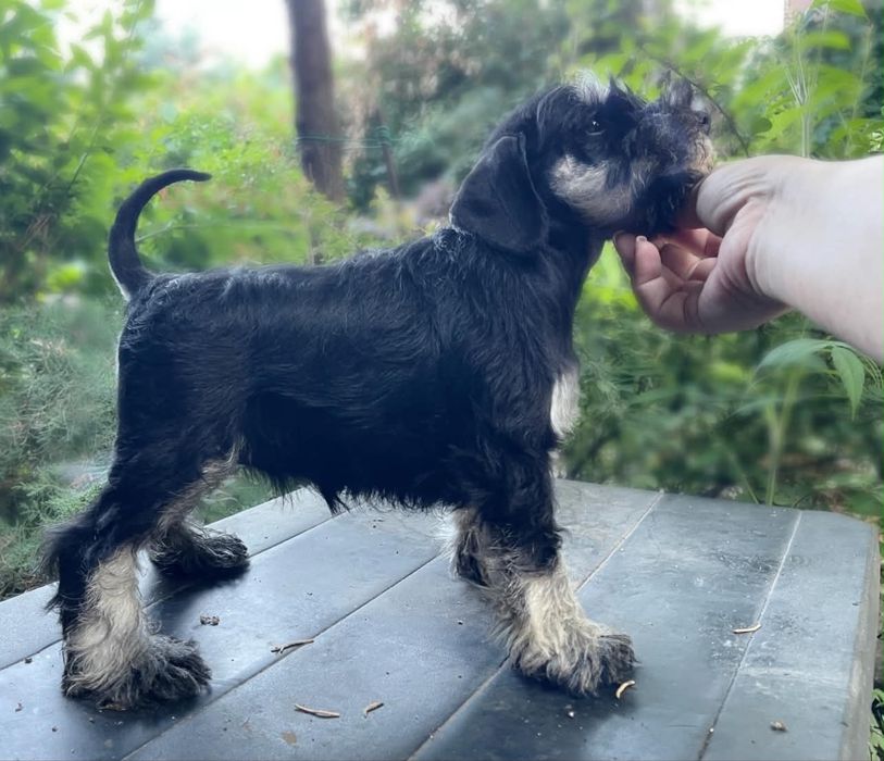 Femela Schnauzer negru argintiu cu pedigree emis