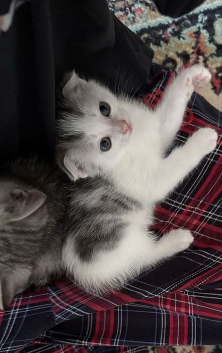 Продам шотландских котят