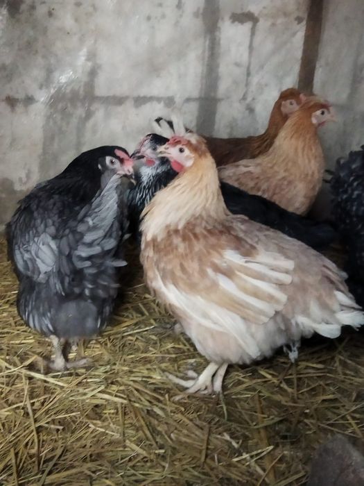 Продам куры домашние