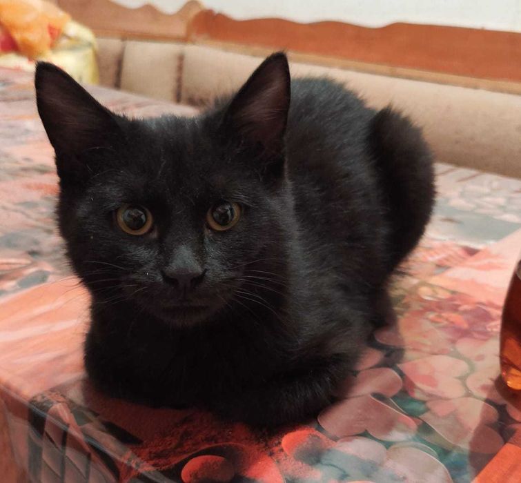 Котята в добрые ручки.