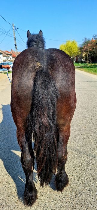 Van un manz de 2 ani