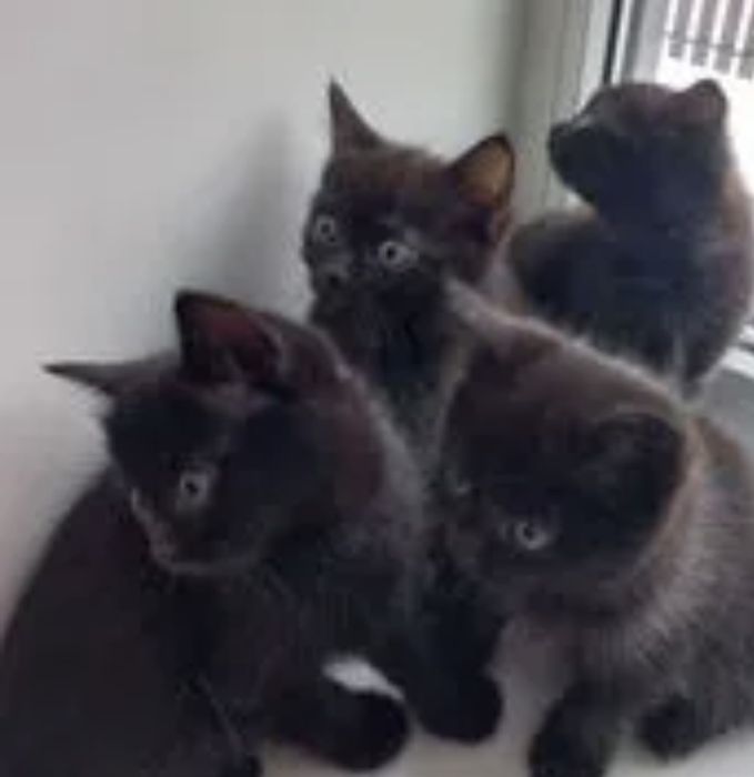 Отдаю бесплатно котят