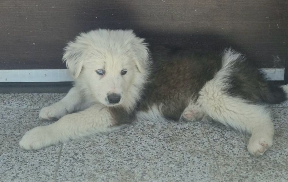 Adoptie catei Cluj-Napoca