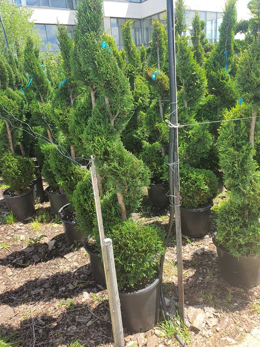 Предлагаме Туя-Смарагд и др.Озеленяване и подръжка на зелени площи