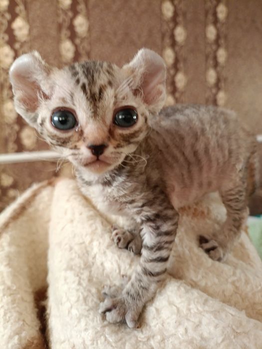 Котята девон рекс