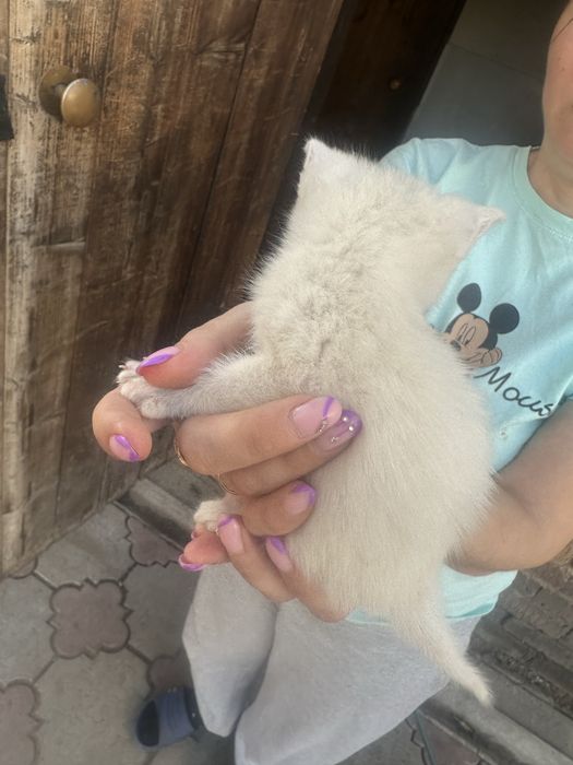 Отдам котят девочек