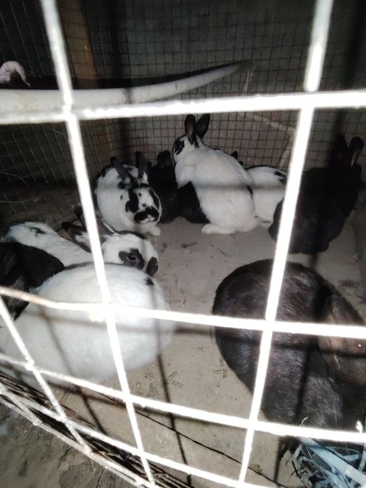 Куёнлар сотилади