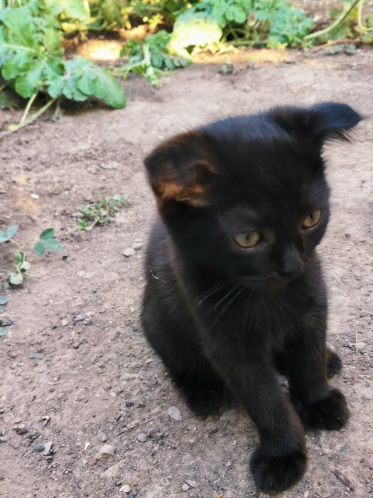 Шотландские котики 3 месяц