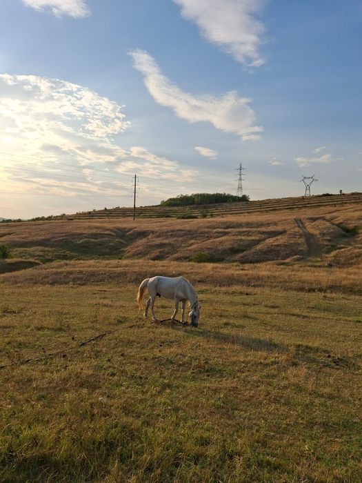 Armăsar de vânzare
