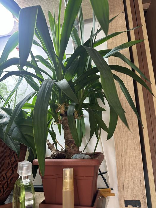 Юкка в горшке за 10000