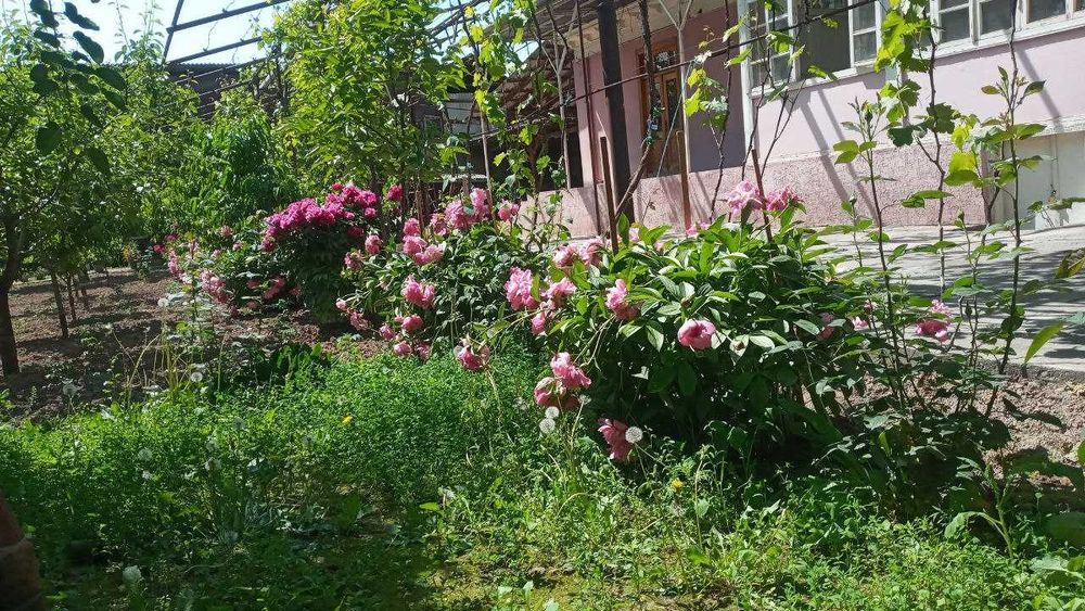 Уй сотилади 10 сотих 8 хона Пахтаобод