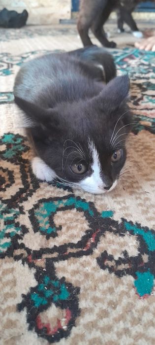 отдаю котят в добрые руки