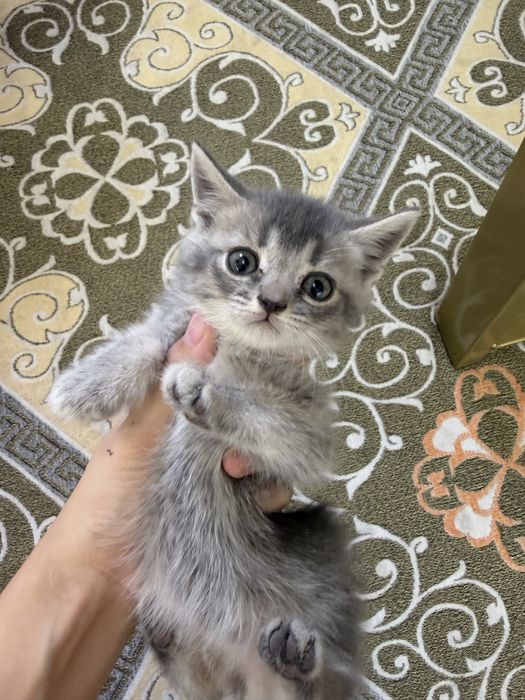 Котята шиншилы шымкент