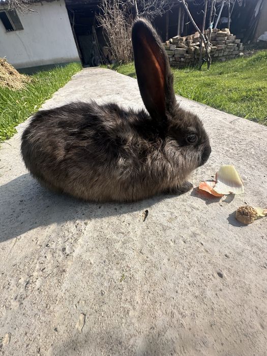 Kuyonlar Кролики