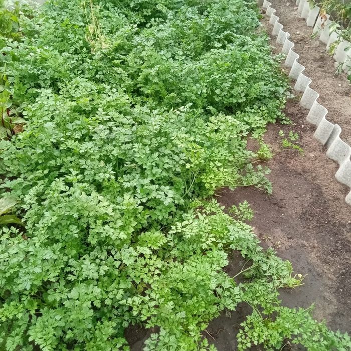 Продам петрушку с грядки