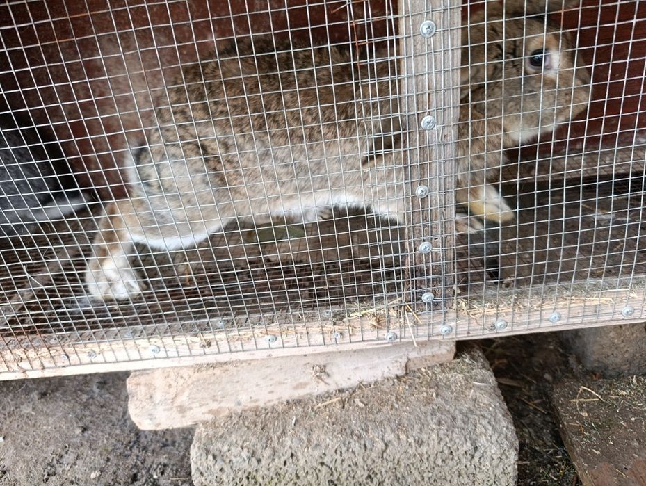 Продаются кролики самка 1 год 290.000 сум самец 7 месяцев 110.000 сум