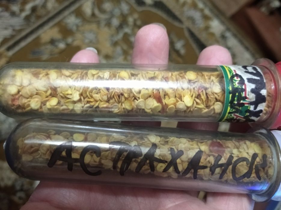 Семена горького перца