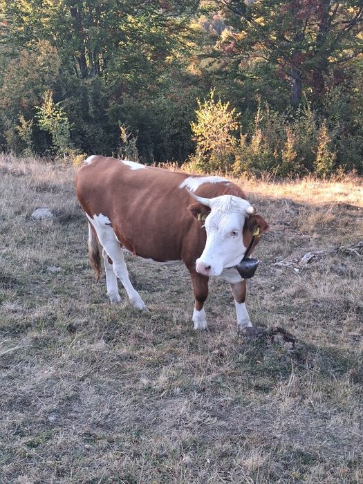 De vânzare vaca si juninca pentru abator