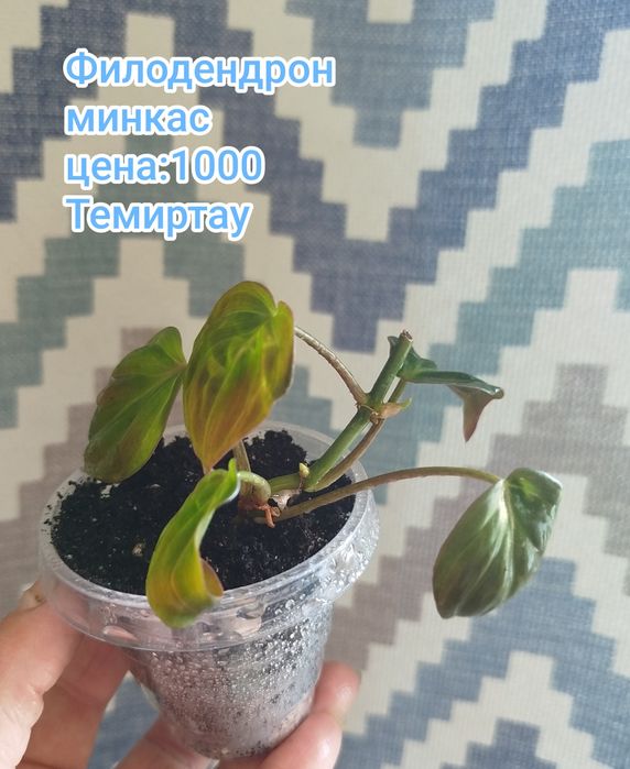 Продаю комнатные растения