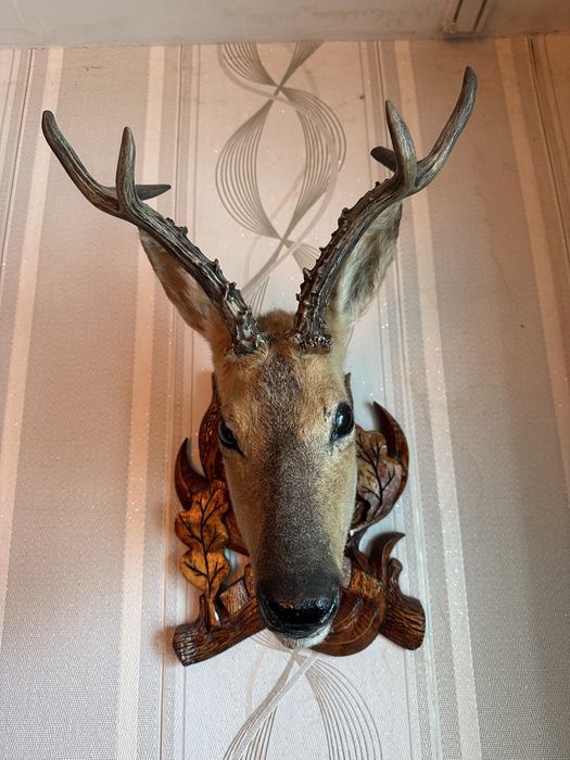 Трофейный чучело косули