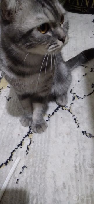 Мушук сотилади парода (Scottish fold )