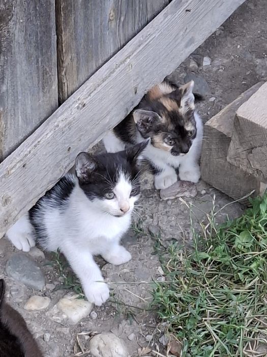 4 pui de pisica, 3 luni, vaccinati si deparazitati