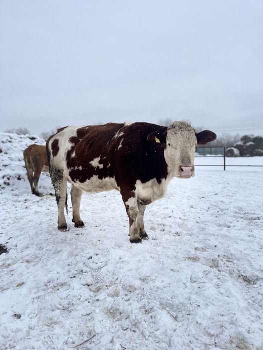 Продам телек живым весом