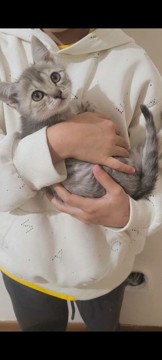 Отдам в добрые и ответственные руки