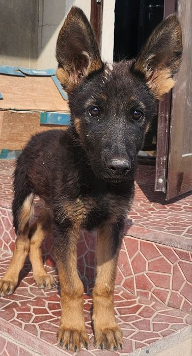 Продам зенка немецкой овчарки