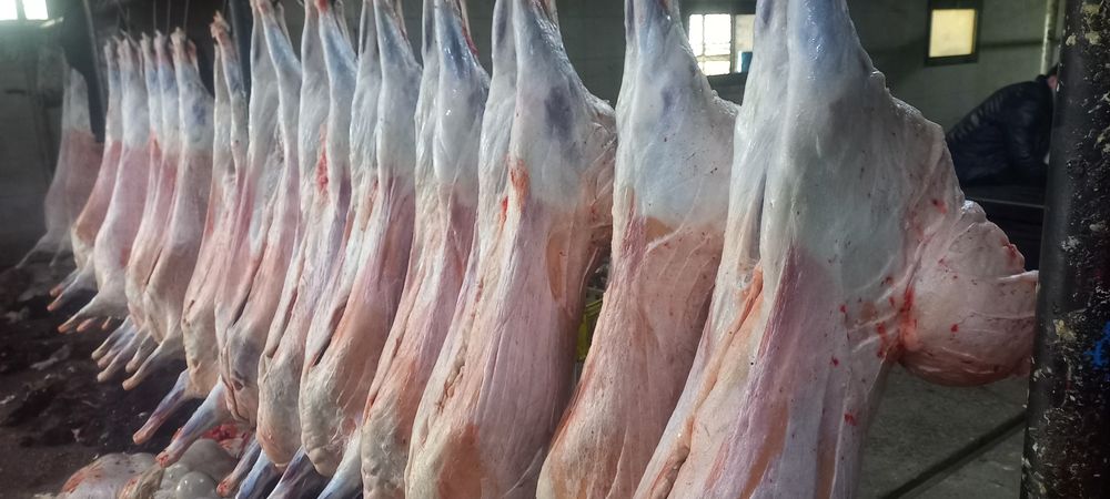 Қой, тоқты қошқарлар сатылады.