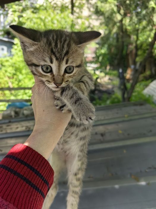 Отдам котенка, мальчик, кот, Алматы