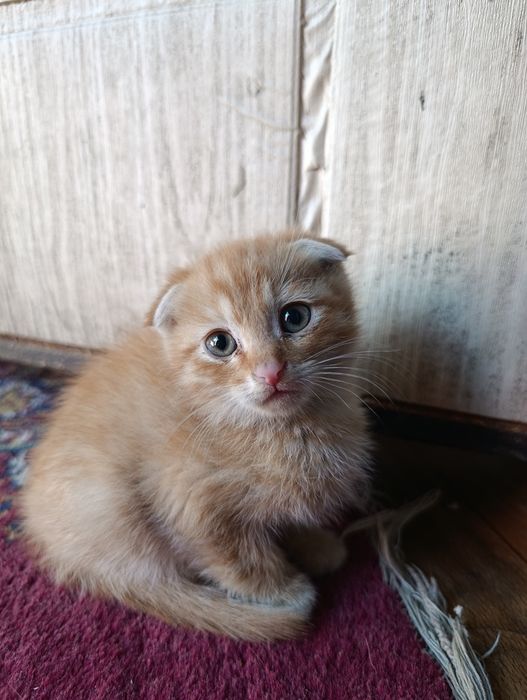Котята три месяца