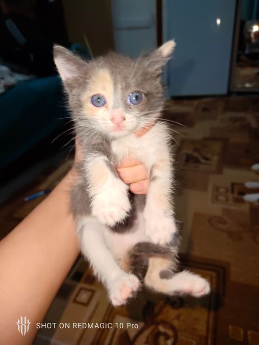 Отдам даром,даром