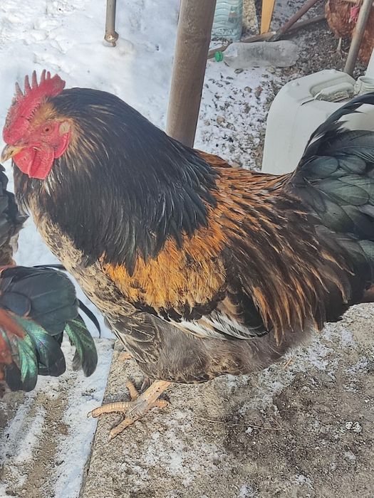 Қораз,Петух 8 айлық