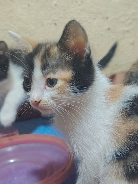 Отдаю котят в хорошие руки