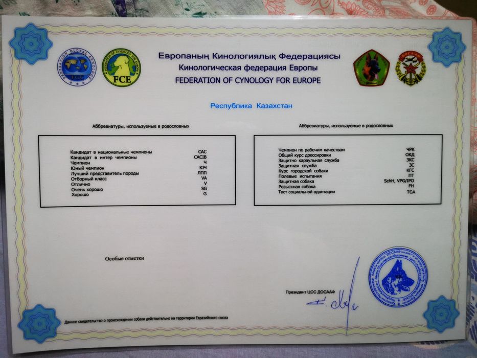 Бретонский эпаньоль на вязку