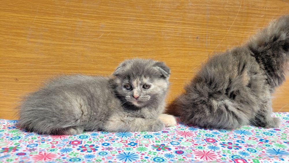 Scottish straight și scottish fold  feite