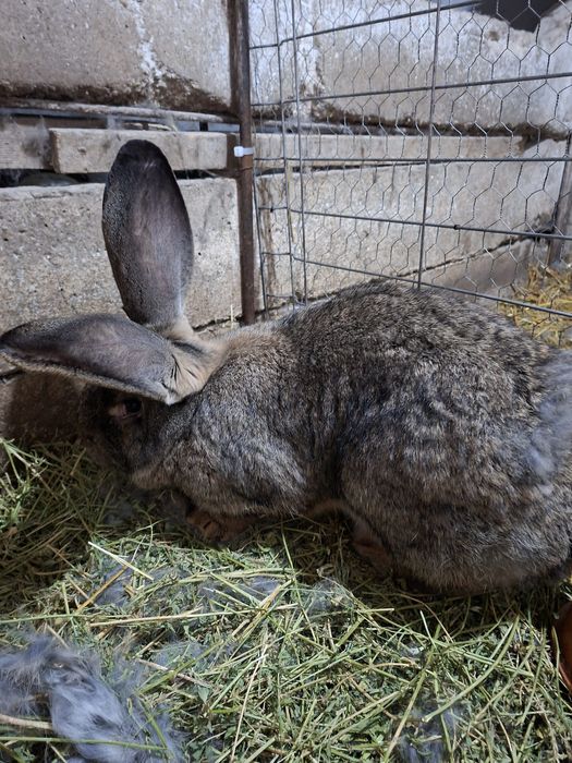 Vând iepuriță uriaș gri german