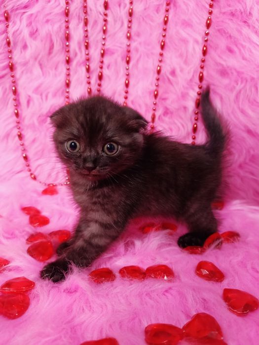 Продам шотландскую вислоухую девочку