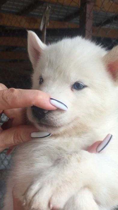 Белый голубоглазый кавалер хаски